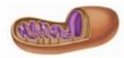 Q47 option 2